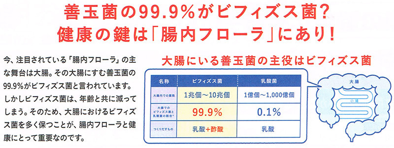 善玉菌の99％がビフィズス菌